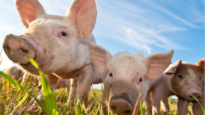 Open Prairie Natural* Meats brand team unveils its openness promise