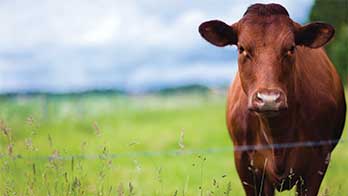 Concern for Animal Well-Being Influences Meat-Buying Habits