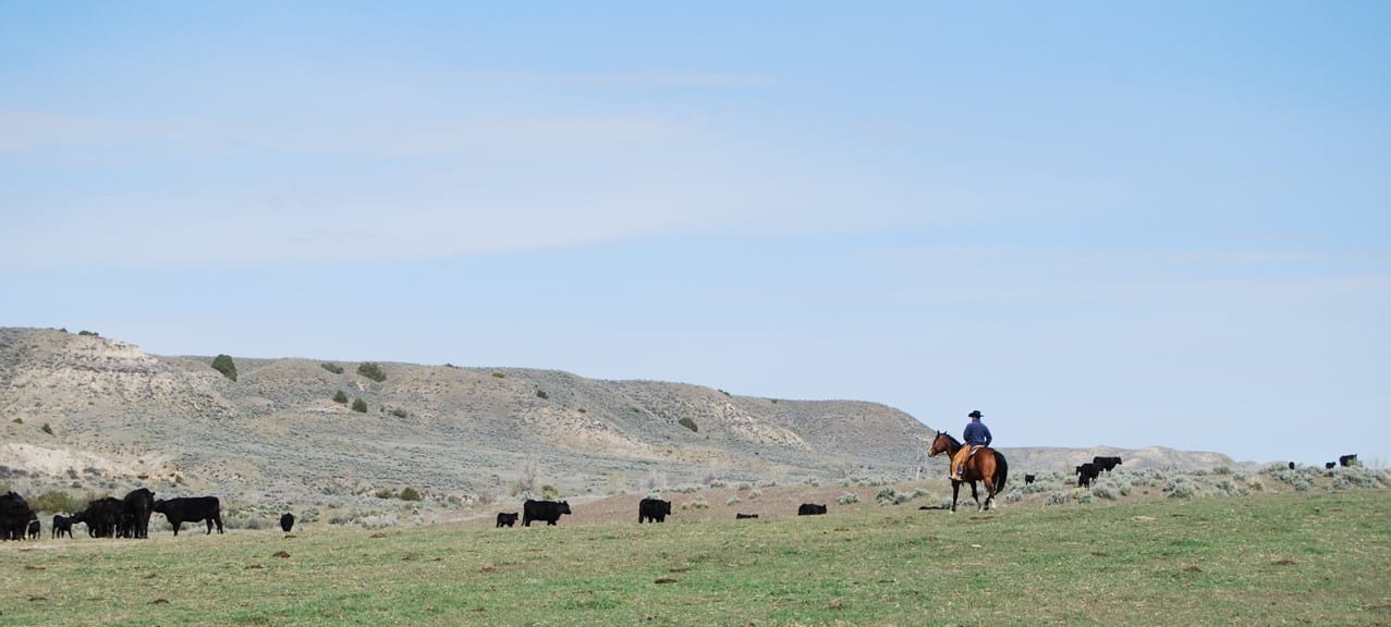 OPNM Whacker Pic Rancher at midday in pasture