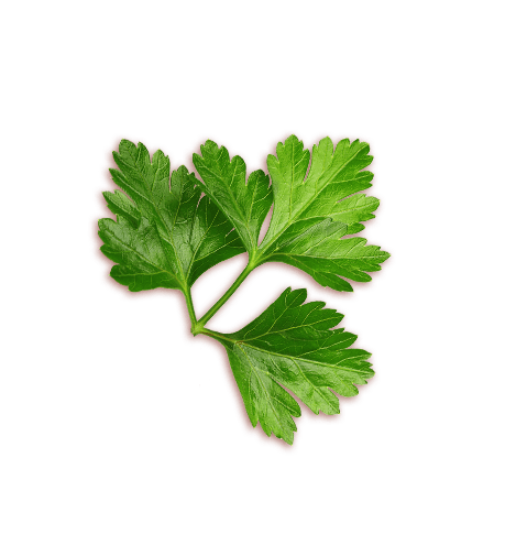 cs_parsley_left Parsley left