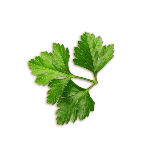 cs_parsley_right Parsley