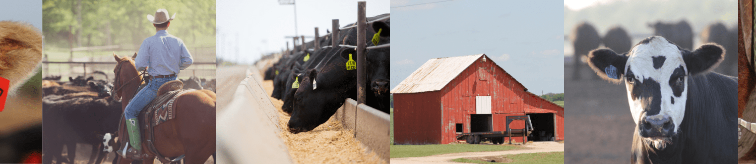 Collage of images of a rancher